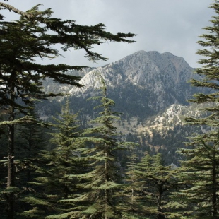 Cedar of Lebanon